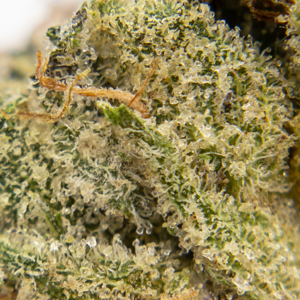 3 Gorillas – Wholesale - Image 2