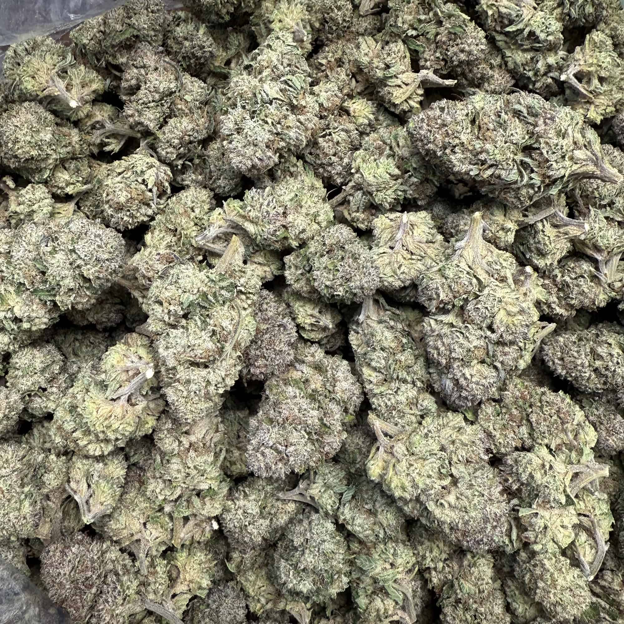 Kush Mintz THCA Flower - Image 3