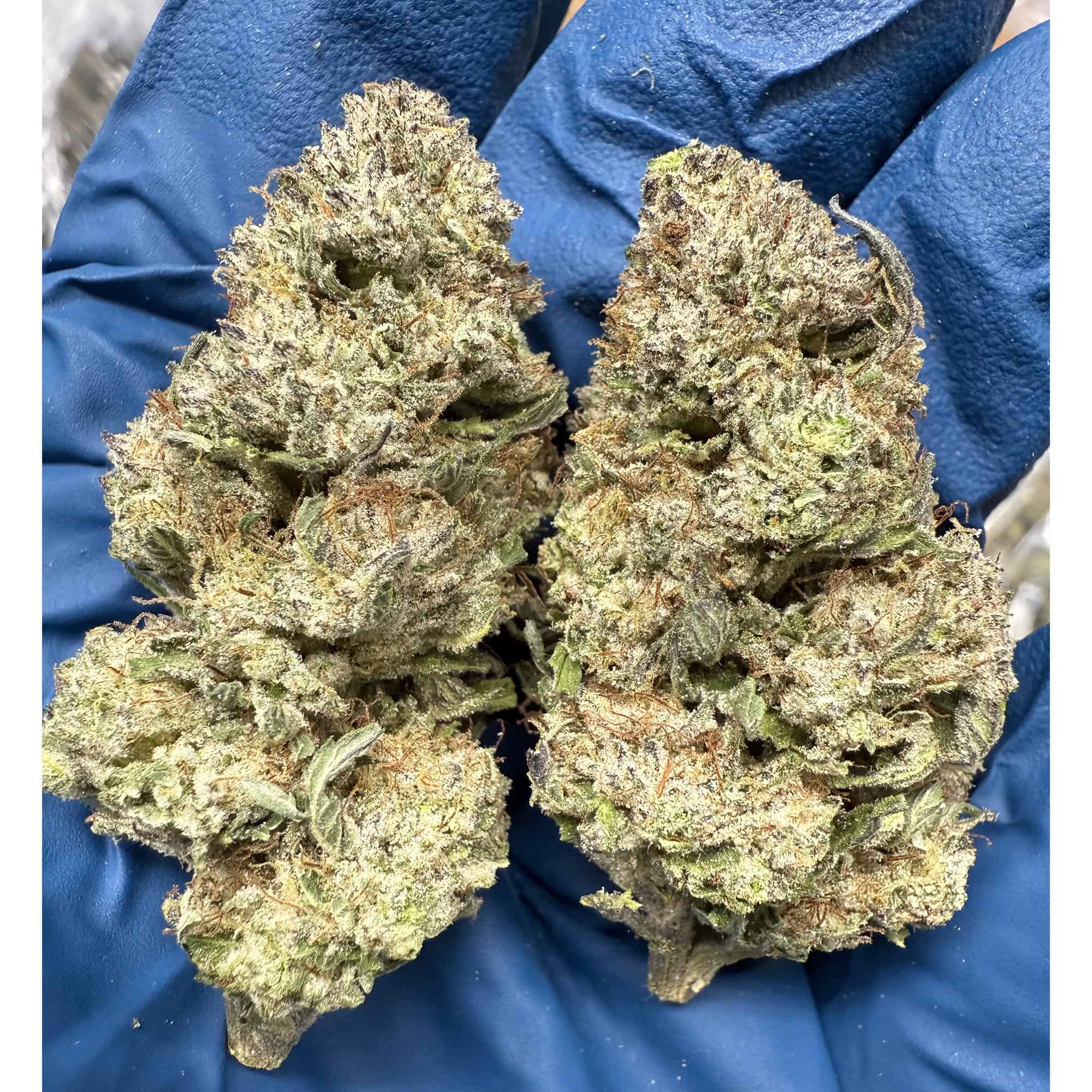 Kush Mintz THCA Flower - Image 2
