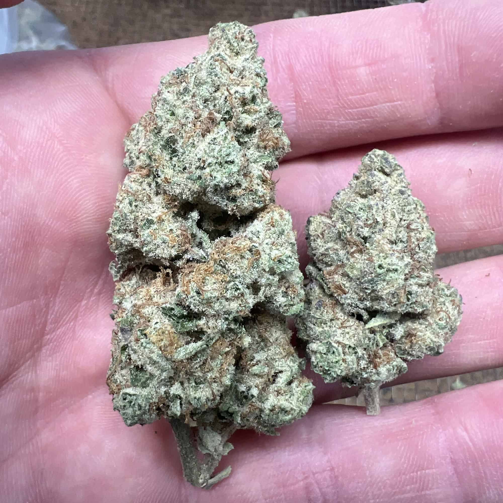 Mimosa THCA Flower - Image 2